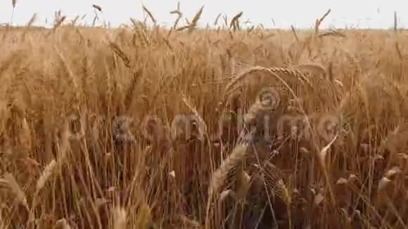麦田金色小麦的耳朵合上慢动作视频的稳定性生活方式领域成熟小麦概念视频的预览图
