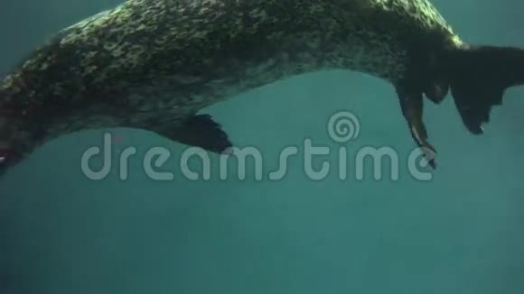 海豹海狮海洋哺乳动物动物野生动物视频的预览图