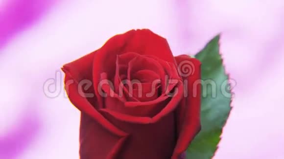 红玫瑰在深紫色背景上旋转视频的预览图