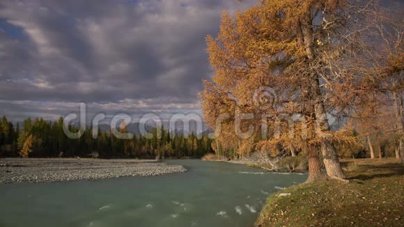 河水漫过急流松林在岸两只狗在嬉戏秋天的自然景观视频的预览图