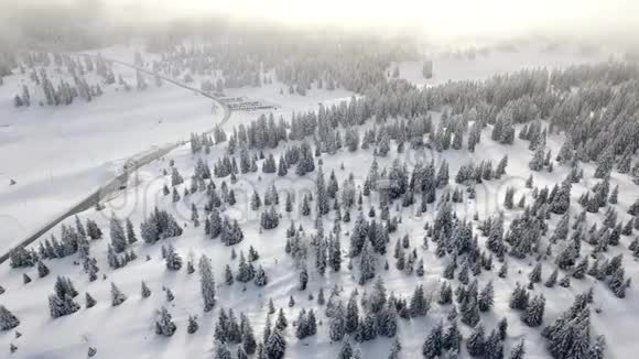 瑞士朱拉山上的雪树和森林视频的预览图