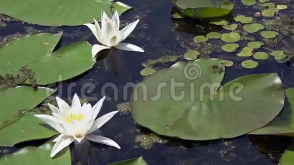 白色睡莲美丽的白色睡莲和热带气候水面视频的预览图