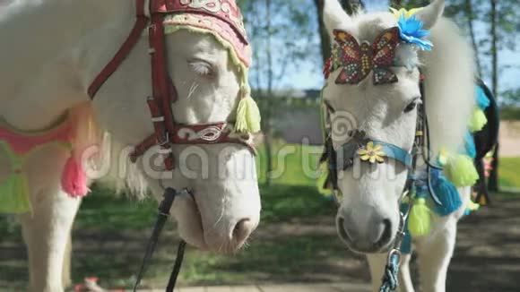 两匹叫做小马的白马站在公园里视频的预览图