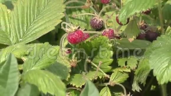 森林里的草莓谷视频的预览图