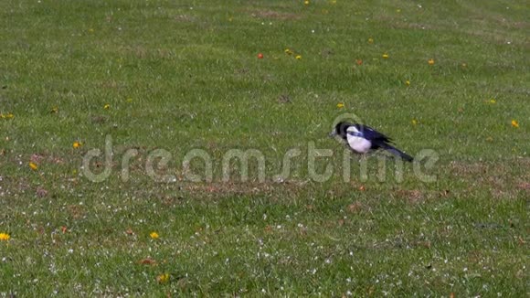瘸着鹊在草地上视频的预览图