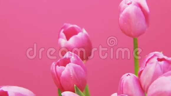 紫色郁金香在粉红背景上旋转视频的预览图