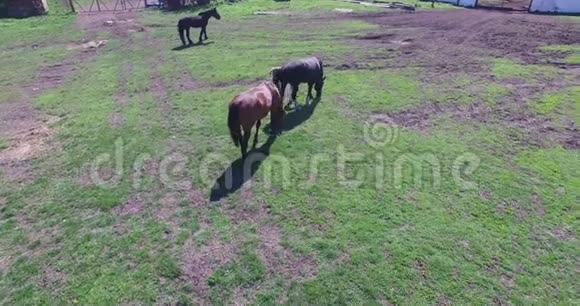 马在一个小农场里放牧视频的预览图