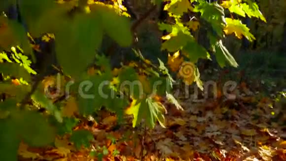 秋林中多叶树枝视频的预览图