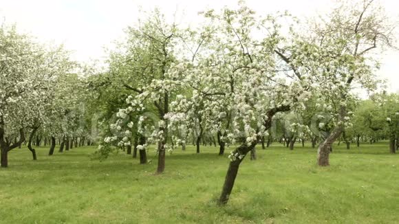 苹果树农场光滑的滑杆白天干净明亮视频的预览图