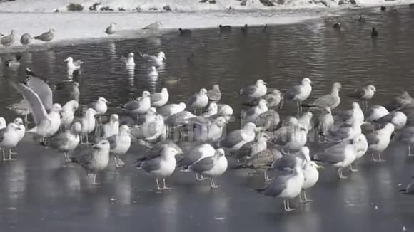 大黑背鸥Larus马林鱼欧洲鲱Larus阿根廷人和鸭子在冰上和湖水在冬天的一天视频的预览图