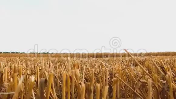 麦田金色小麦的耳朵合上慢动作视频的稳定性田间熟小麦生活方式概念视频的预览图