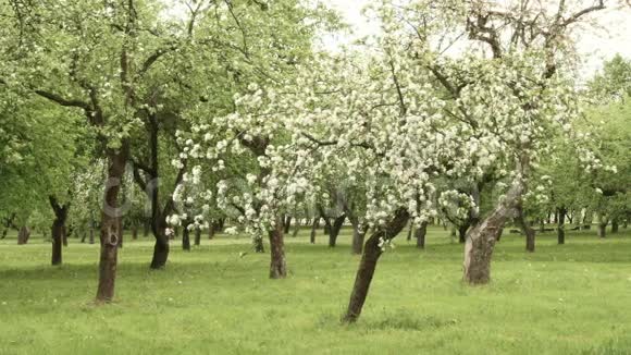 苹果树农场光滑的滑杆白天干净明亮视频的预览图