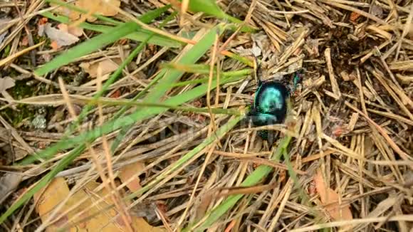 地球蜘蛛绿背甲虫爬在森林里的土壤上走出森林视频的预览图