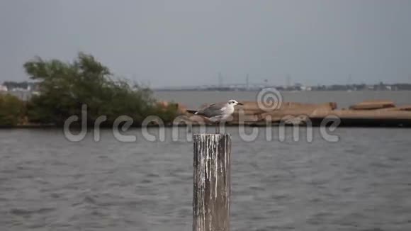 海鸥坐在海边的码头上视频的预览图