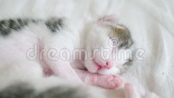 小可爱的新生小猫睡在床上小猫在梦的辗转和生活方式中嗅嗅和抽搐视频的预览图