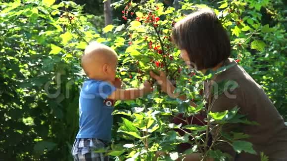 可爱的年轻母亲和一个吃红醋栗的小儿子视频的预览图