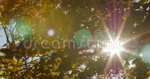 阳光透过秋天的枫叶照耀视频的预览图