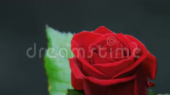 红玫瑰在黑色背景上旋转视频的预览图