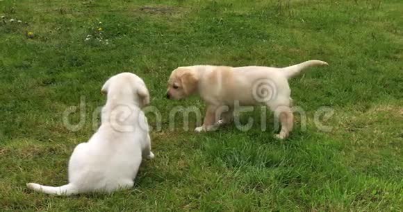黄色拉布拉多猎犬小狗在草坪上玩耍法国诺曼底慢动作视频的预览图