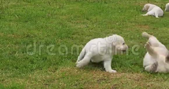 黄色拉布拉多猎犬小狗在草坪上玩耍法国诺曼底慢动作视频的预览图