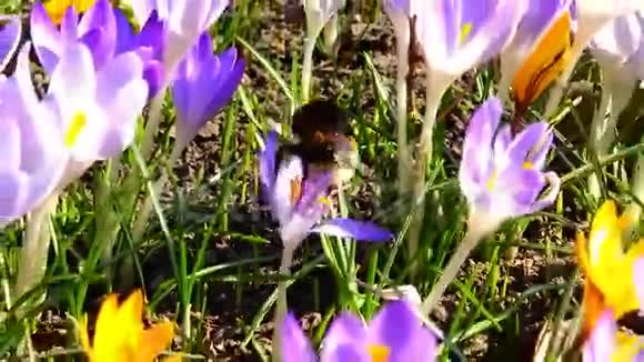大黄蜂在紫色番红花上采蜜视频的预览图