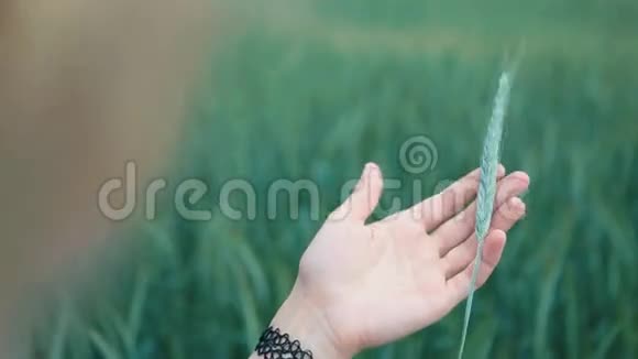 女孩在田间抚摸麦穗视频的预览图