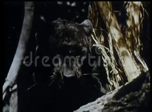 野生动物蒙太奇黑豹鬣狗和羚羊视频的预览图