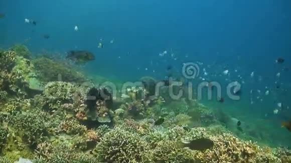 珊瑚礁和健康的硬珊瑚和许多鱼类视频的预览图
