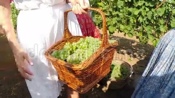 在葡萄园里拿着葡萄的年轻农村妇女视频的预览图