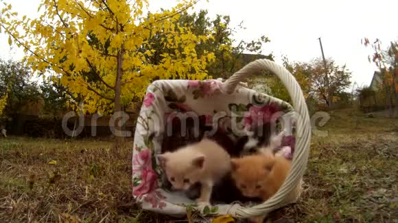 小猫从柳条篮子里走出来在大自然的草地上散步视频的预览图