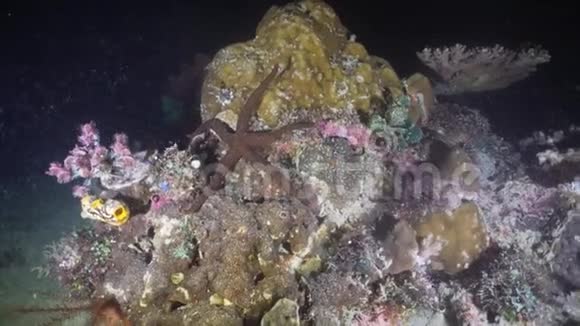 珊瑚上的海星菲律宾明多罗视频的预览图