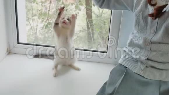 喜玩儿童女与她的猫坐窗台日落小女孩和一只宠物猫白灰色玩女孩视频的预览图