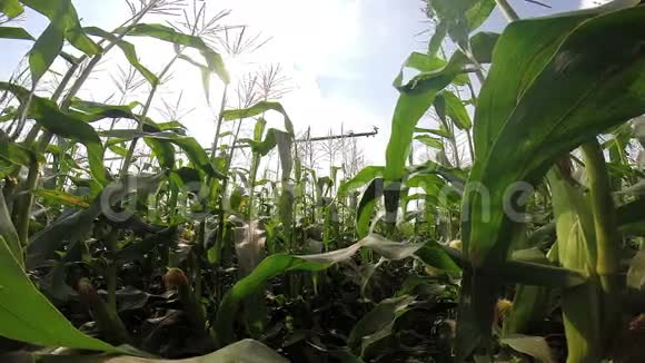 采用农业灌溉系统的玉米田视频的预览图