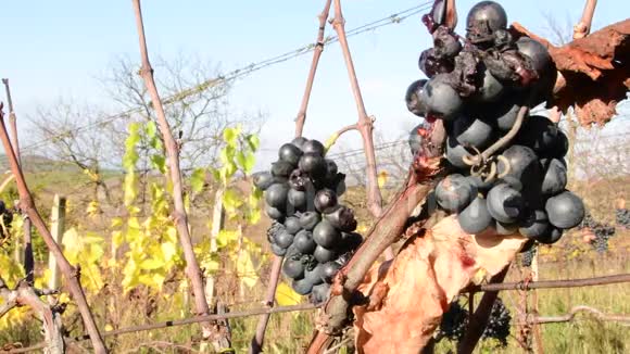 手里拿着葡萄葡萄酒种植者检查葡萄葡萄做冰酒视频的预览图