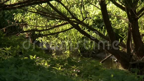 自然花园中开花树木的景观视频的预览图