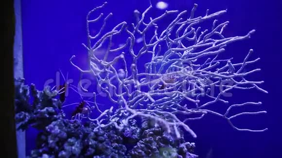 白色珊瑚与莱斯玛塔德贝柳斯视频的预览图