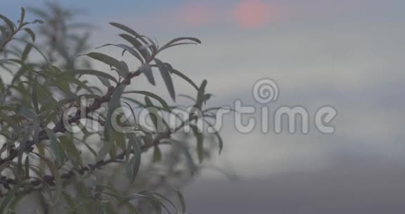 波罗的海有盐覆盖的巴士视频的预览图