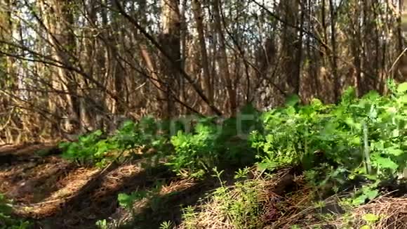 春天松林中的绿茵视频的预览图