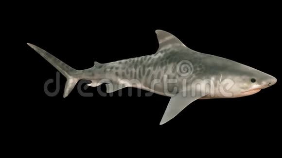 一条大鲨鱼在水里游来游去张开的大嘴里满是锋利的危险牙齿带有阿尔法频道的三维动画视频的预览图