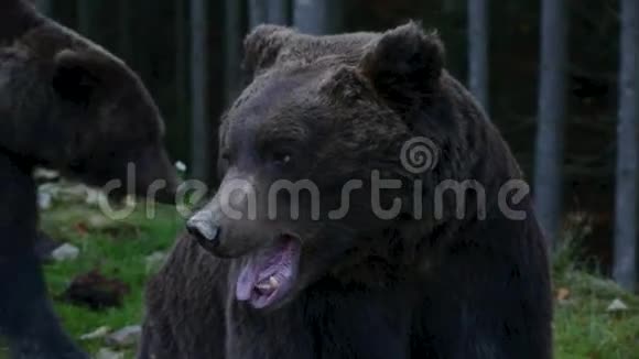 两只大熊在树林里散步视频的预览图