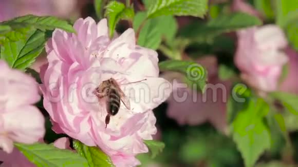 蜜蜂在花园里的花树上工作快关门慢动作视频的预览图