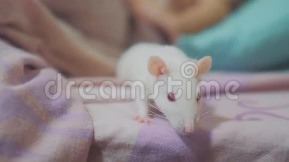 小女孩在一张床上玩着一只白色自制的老鼠有趣的视频老鼠爬过视频的预览图