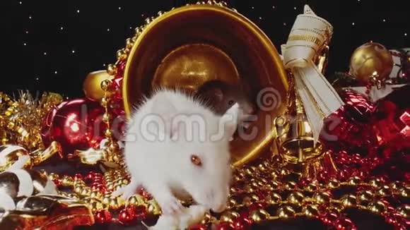 两只可爱的家庭白色和灰色老鼠沿着新年装饰移动视频的预览图