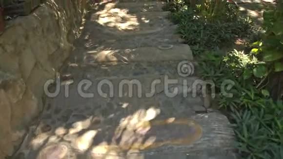 镜头沿着树行之间的石径移动视频的预览图