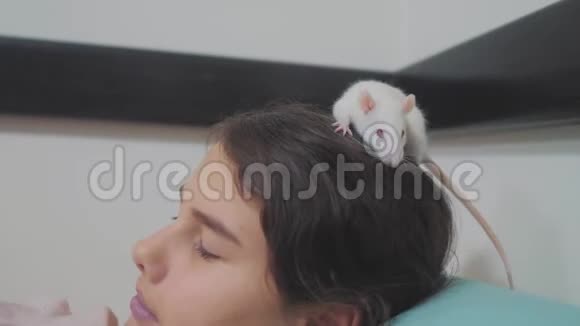 小女孩的生活方式是和一只白色自制的老鼠在床上玩的有趣的视频老鼠爬过视频的预览图