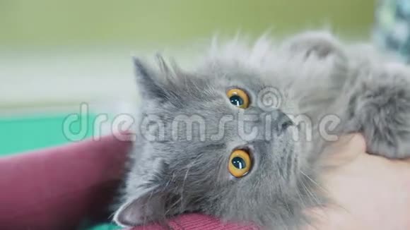 猫美容英国长毛猫理发巴伯宠物视频的预览图