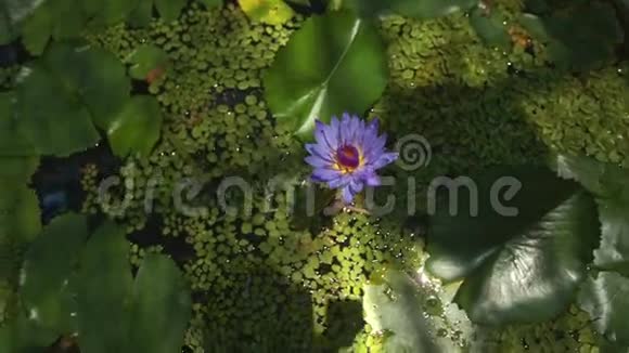 紫莲花室内池圆叶天花板反光视频的预览图