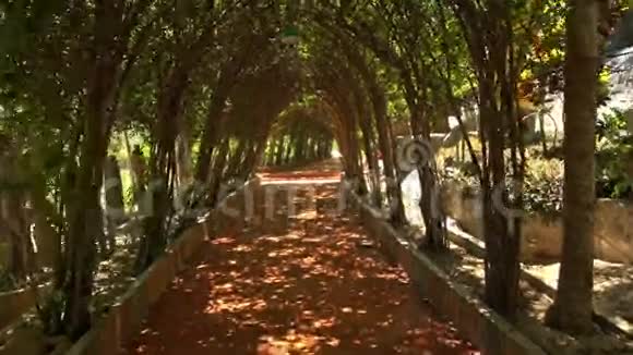 特别加冠装饰树隧道特写镜头视频的预览图
