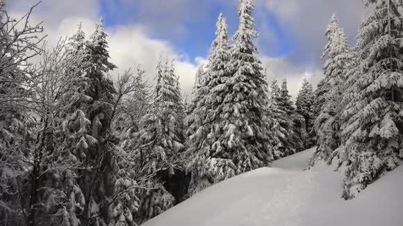 白雪覆盖的松树白云蓝天视频的预览图