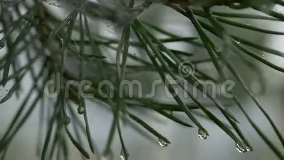 有雨滴的松树枝松针上的水滴视频的预览图